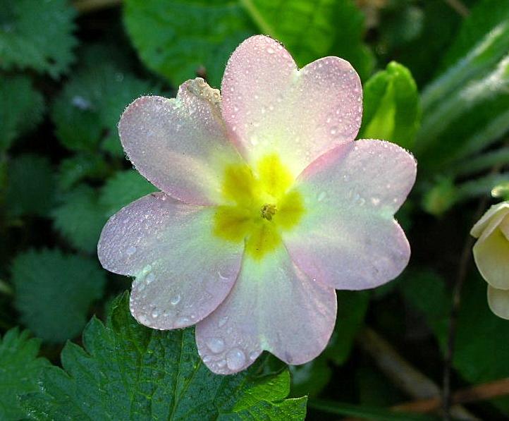 Fiori di primavera